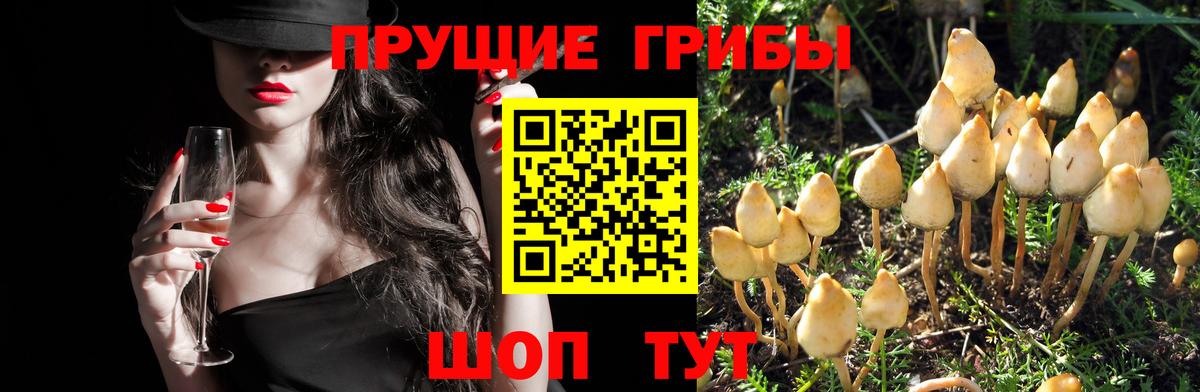 Салават  цены   Вход с VPN  Галлюциногенные грибы Cubensis 